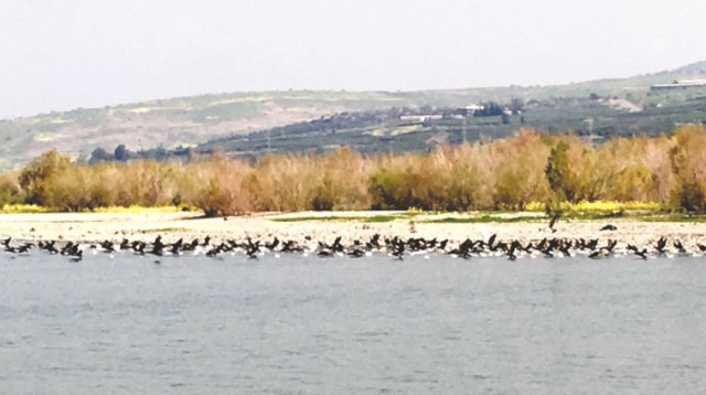 קורמורנים בכנרת (צילום: רשות הכנרת)
