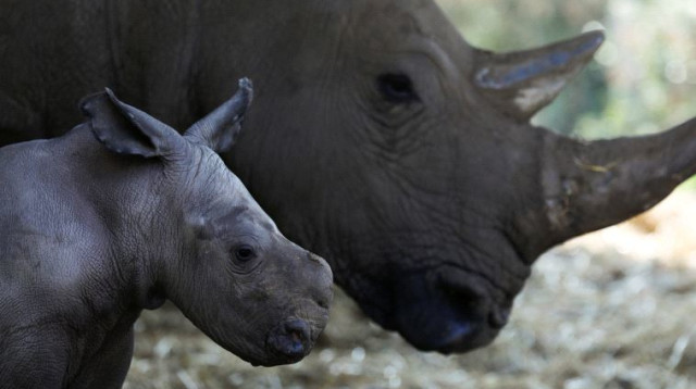 קרנף בספארי ברמת גן (צילום: רויטרס)