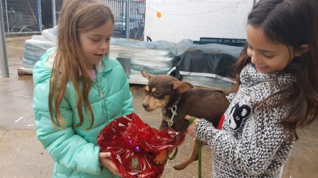 משלוחי מנות לכלבים בכלבייה עירונית (צילום: יח"צ)