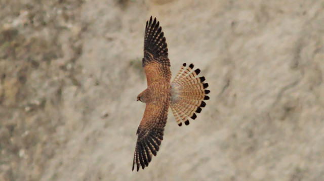 בז אדום, נקבה (צילום: רון הרן)