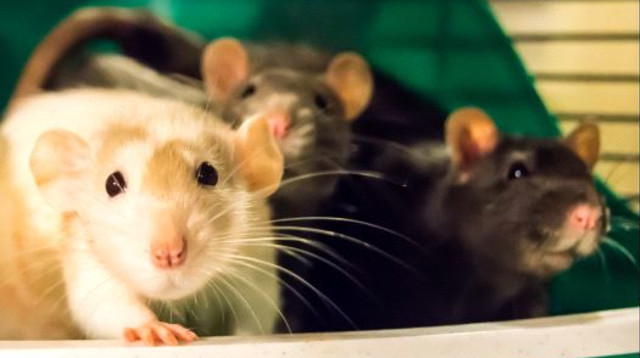 עכברוש (צילום: ingimage ASAP)