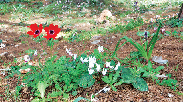 הפריחה ביער קולה (צילום: מיטל שרעבי)