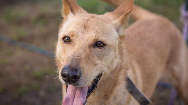 הכלב ולנטינו (צילום: רויטל טופיול)