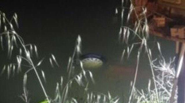 בריכת דגים (צילום: דוברות מד"א)