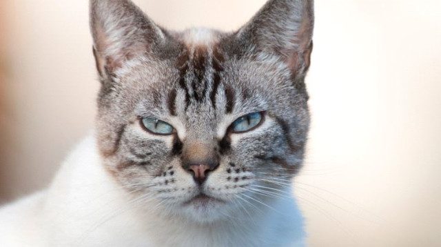 חתול (צילום: ingimage ASAP)