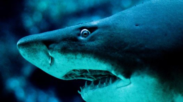 תקיפת כריש אימתני (צילום: ingimage ASAP)