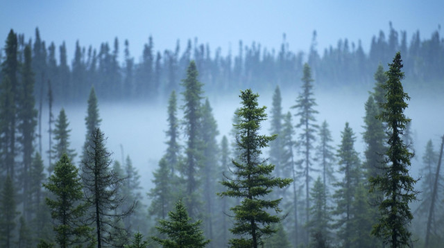יער בצפון קנדה (צילום: גרינפיס)