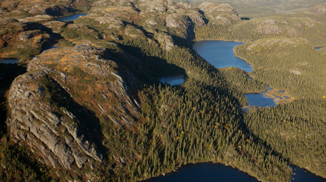 יערות בצפון קנדה (צילום: גרינפיס)