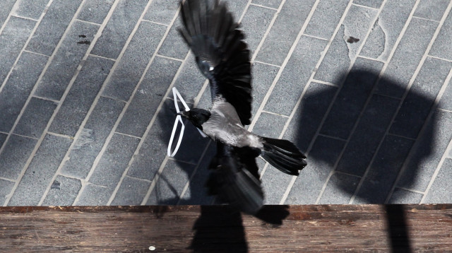 עורב (צילום: נתי שוחט, פלאש 90)