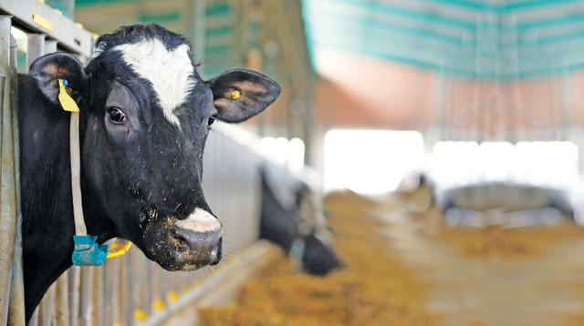 פרה , רפת  (צילום: רויטרס)