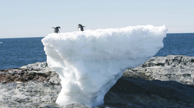פינגווינים באנטארקטיקה (צילום: רויטרס)