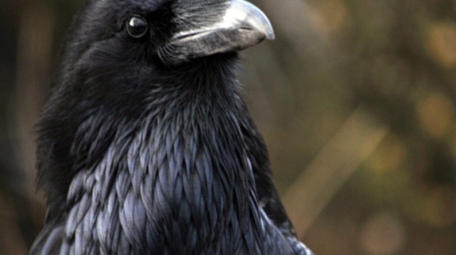 עורבים זוכרים אנשים שעבדו עליהם (צילום: ingimage ASAP)