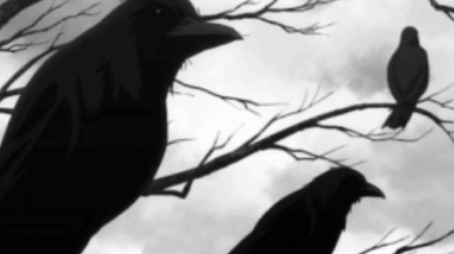 עורבים זוכרים אנשים שעבדו עליהם (צילום: giphy)