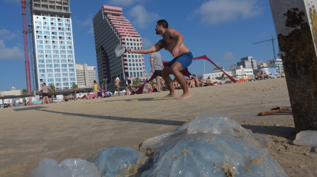 מדוזות בחוף תל אביב (צילום: אבשלום ששוני)