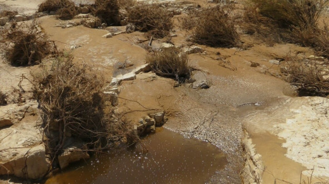 דליפת שפכים בנחל אשלים (צילום: בעז פריפלד רשות הטבע והגנים)