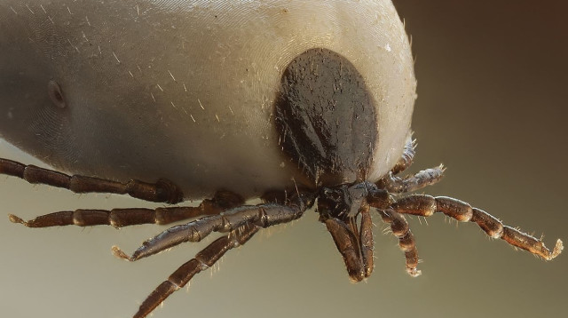 קרציה (צילום: ויקימדיה)