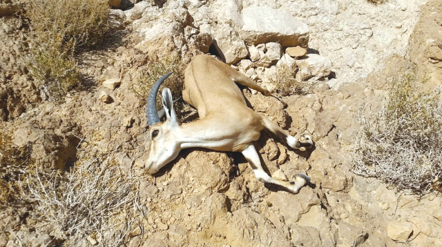 פגר יעל, אחרי הזיהום בנחל אשלים (צילום: מארק כץ, רשות הטבע והגנים)