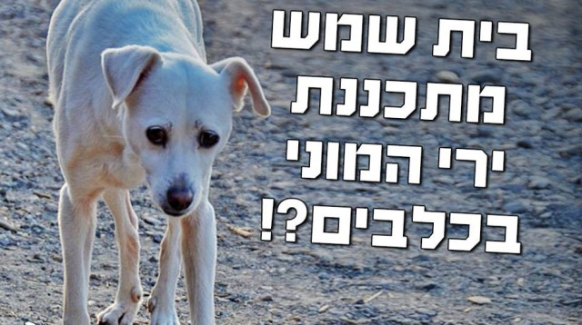 מחאה נגד עיריית בית שמש (צילום: אנונימוס,פייסבוק)