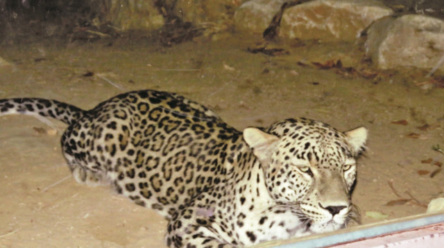 נמר בגן החיות התנ"כי בירושלים (צילום: יערה פורסט תמרי)