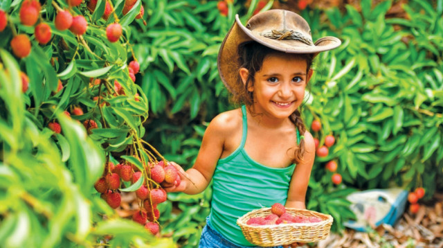 פסטיבל הליצ'י (צילום: עודד טריגלו)