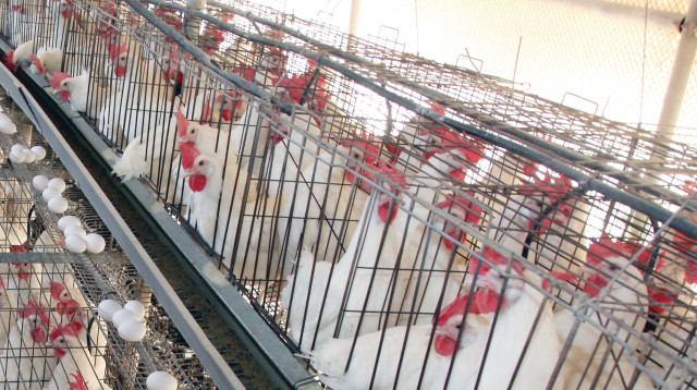 לול תרנגולות (צילום: נאור רהב)