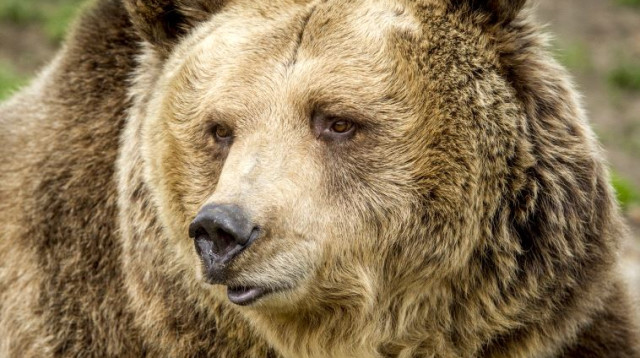 דוב מואשם בגרימת מותן של 209 כבשים (צילום: ingimage ASAP)