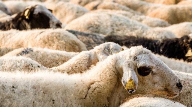 כבשים (צילום: ingimage ASAP)