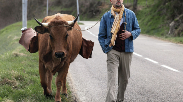 הפרה ז'קלין (צילום: יח"צ)