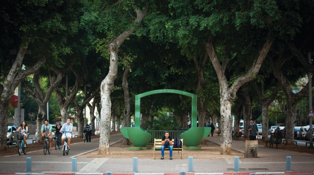 עצי פיקוס בשדרות רוטשילד בתל אביב (צילום: פלאש 90)