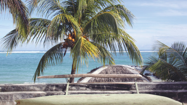 עצי קוקוס (צילום: אינג אימג')