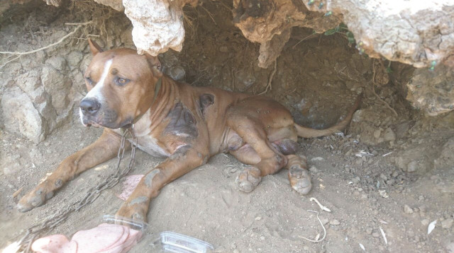 כלב קרבות (צילום: תנו לחיות לחיות)