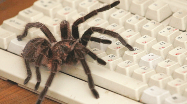 עכביש, אילוסטרציה (צילום: רויטרס)