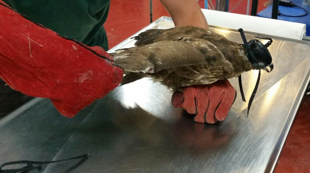 עקב חורף שנמצא בבית צפאפא (צילום: אליעזר גלבר, רשות הטבע והגנים)