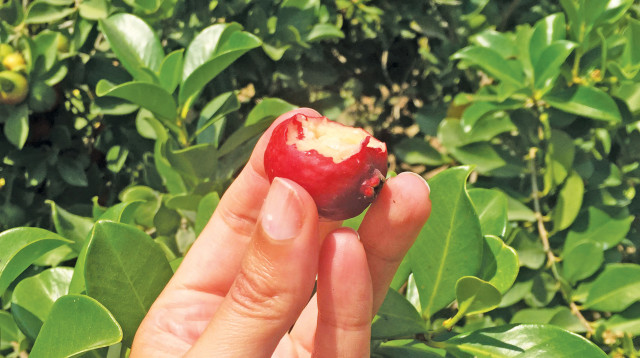 פסטיבל "חוויה בכרם", פירות העונה (צילום: מיטל שרעבי)