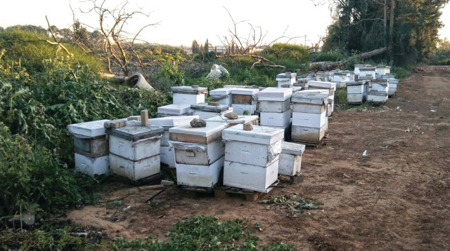 תפיסה של כוורות גנובות במחוז המרכז (צילום: דוברות משרד החקלאות)