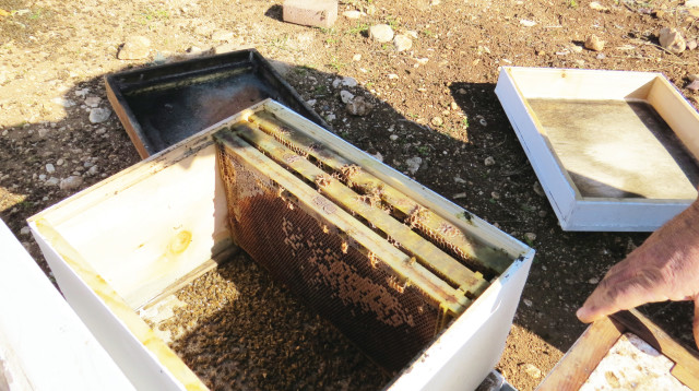 כוורת גנובה שנמצאה בגליל העליון, ובה  דבורים מתות (צילום: מועצת הדבש)