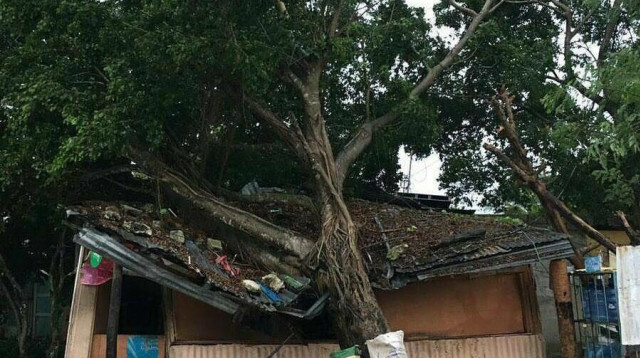 העץ שקרס בחצר משפחת כהן  (צילום: באדיבות המשפחה)