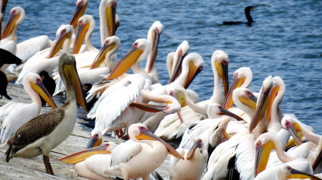 שקנאים במאגר מים בשרון (צילום: החברה להגנת הטבע)