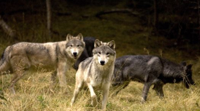 זאבים (צילום: ingimage ASAP)