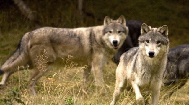 זאבים (צילום: ingimage ASAP)