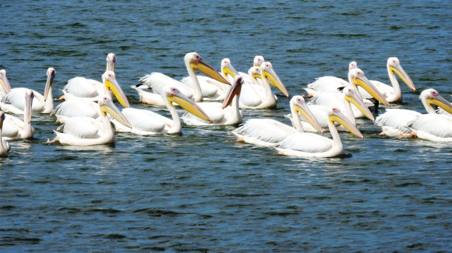 שקנאים במאגר מים בשרון (צילום: דב גרינבלט,החברה להגנת הטבע)