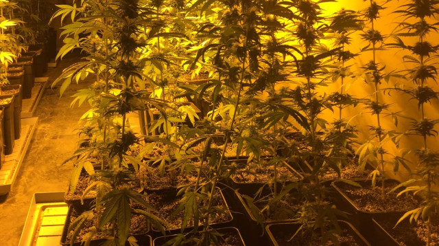 שתילי מריחואנה (צילום: דוברות המשטרה)