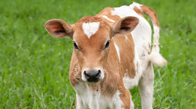 עגל (צילום: אינג אימג')