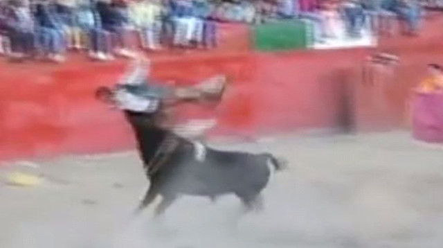 שור תוקף (צילום: יוטיוב)