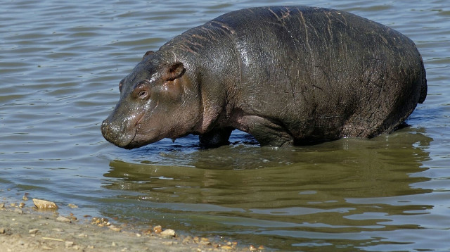 היפופוטם בספארי ברמת גן (צילום: טיבור יגר)