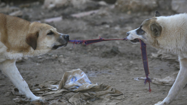 כלבים משוטטים (צילום: נתי שוחט, פלאש 90)