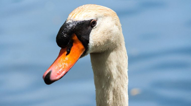 ברבור (צילום: ingimage ASAP)