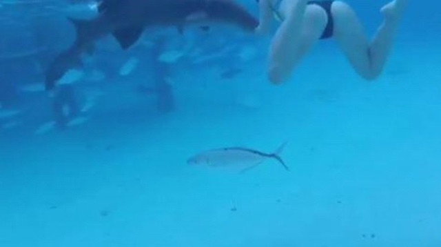 נשיכת כריש (צילום: יוטיוב)