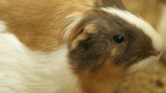 שרקנים (צילום: ingimage ASAP)