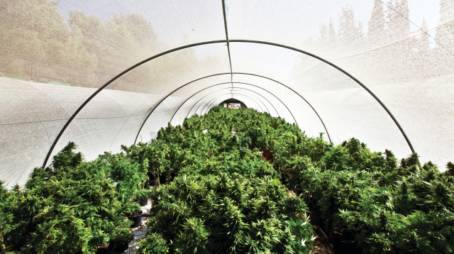 חוות גידול קנאביס, אילוסטרציה (צילום: אביר סולטאן, פלאש 90)